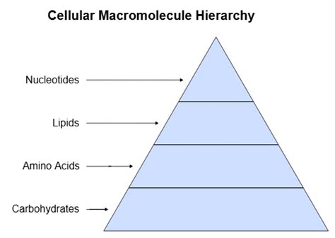 Biomolecules and Its Types - Biology Class 11 - NEET PDF Download