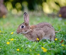 Image result for Colony Rabbit Farming