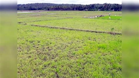 Chekadi Paddy Field Water Scarcity,നെല്ലറയായ ചേകാടിയിലെ പാടത്ത് ...