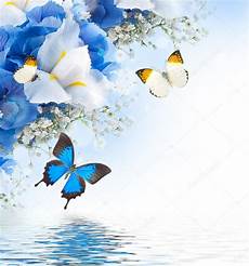 sfondi desktop fiori e farfalle fiori e farfalle ortensie e bianco iris foto stock sfondi desktop fiori e farfalle fiori e farfalle ortensie e bianco iris foto stock
