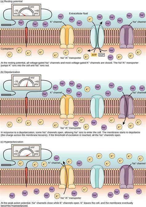 Image result for Action Potential