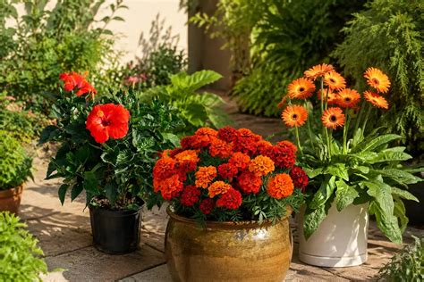 Plants That Bloom All Year Round in India | BigHaat