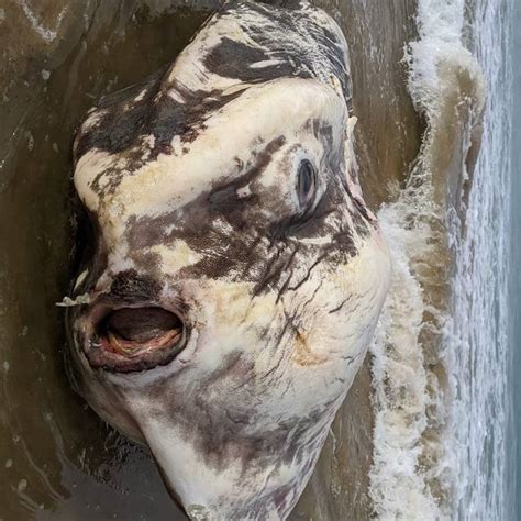 Image result for Alien Fish