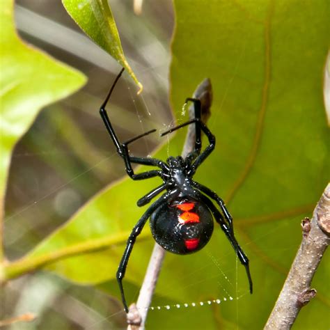 Most Common Types of Spiders in Western Washington - Classic Pest ...