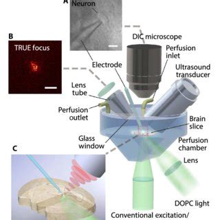 Image result for Deep Tissue Focusing