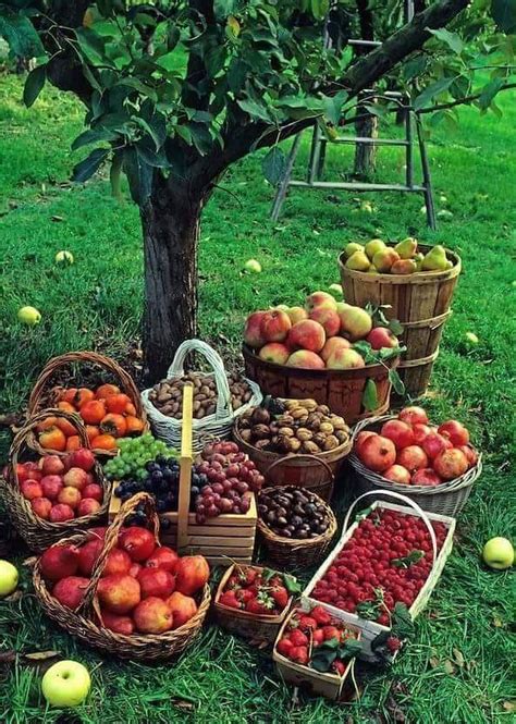 fruit harvest pictures