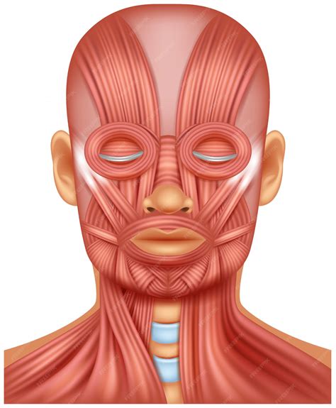 Illustration of human head muscle | Premium Vector