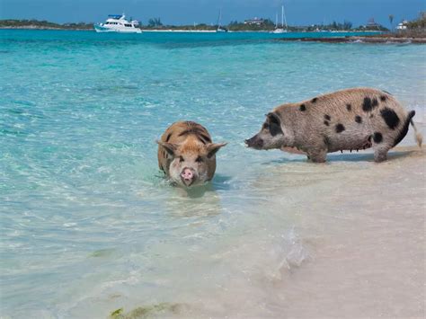 Bahamas: Into the water with swimming pigs of Bahamas