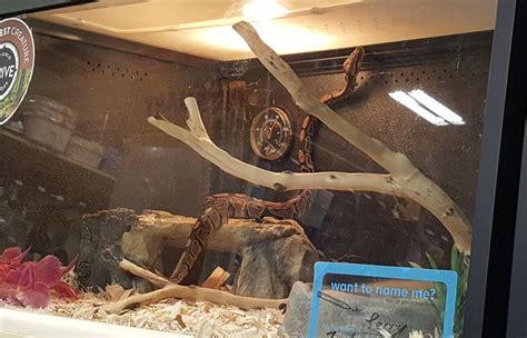 Image result for PetSmart Python