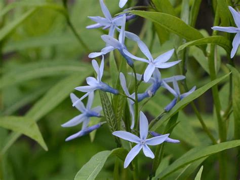 チョウジソウ に対する画像結果