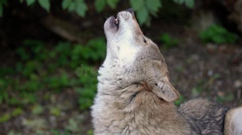 Image result for Zebra Zoo Wolves Howling