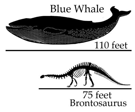 Blue Whale Size Comparison