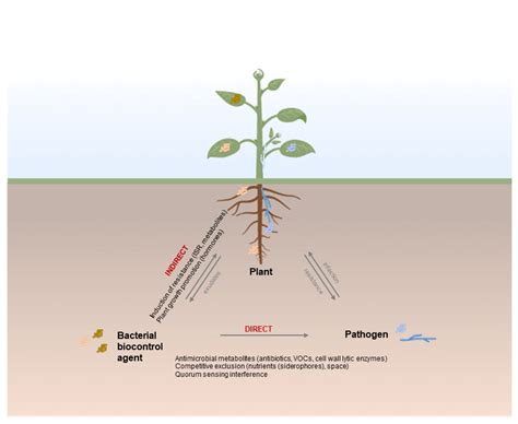 Bacteria as Biological Control Agents of Plant Diseases