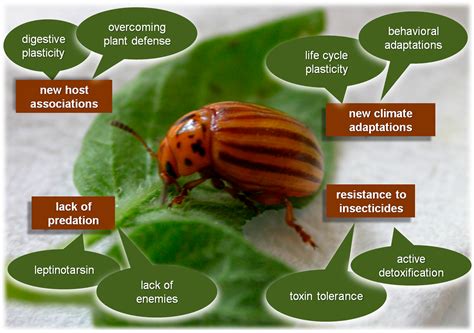 Extraordinary Adaptive Plasticity of Colorado Potato Beetle: “Ten ...