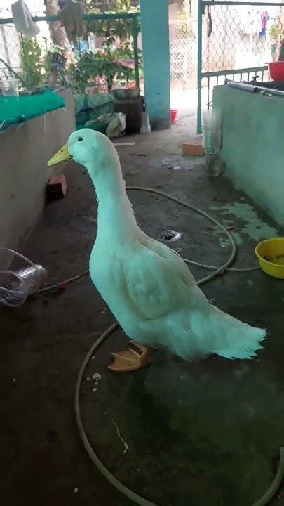 AMBIL SEKARANG