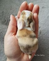 Image result for Blue Cute Baby Bunnies