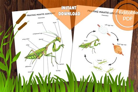 Praying Mantis Life Cycle – Most Common Mantises – EXBEO
