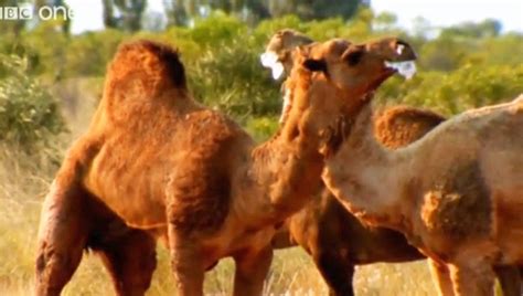 Image result for Talking Animals Compilation