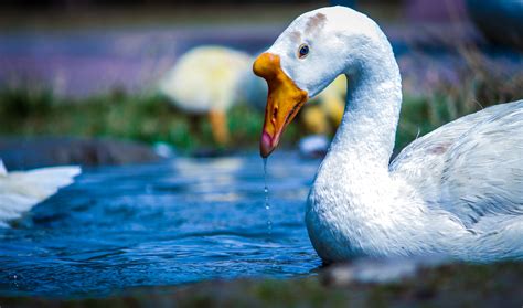Free Images : beak, water bird, swan, duck, ducks, geese and swans ...