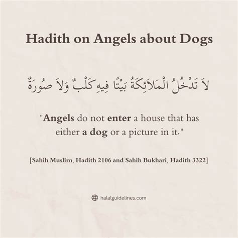 Are Dogs Haram as a Pet in the House? (Explained 2025) - Halal Guidelines