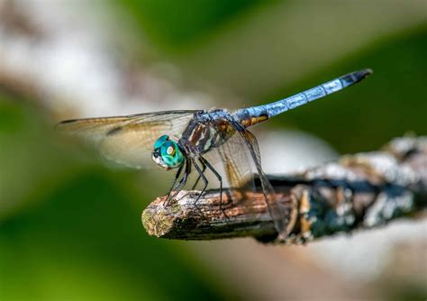 Do Dragonflies Bite or Sting People? 5 Critical Things to Know - A-Z ...