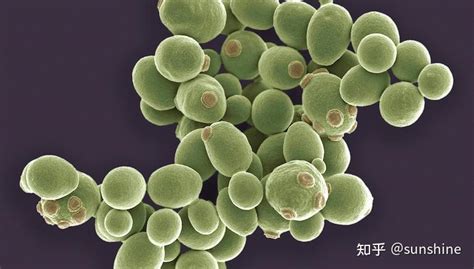 张文宏最新疫情预判，美国耳念珠菌爆发，致死率50%，如何应对？ - 知乎