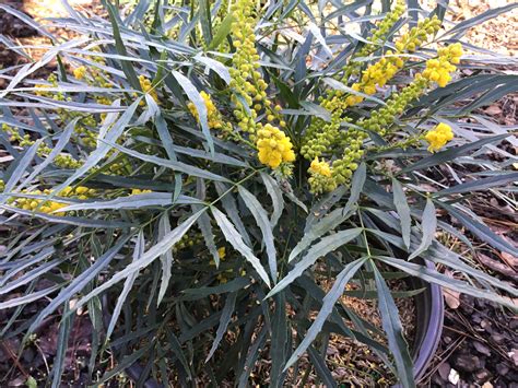 Soft Caress Mahonia – Pooler Plant Pick-Up Station