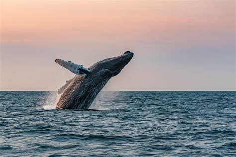 Stellwagen Beer Company