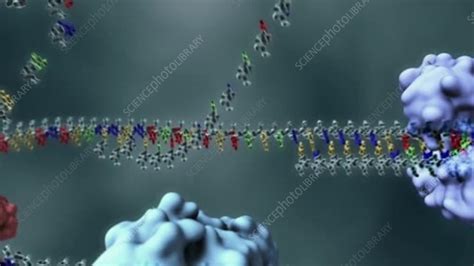 Animation DNA Replication Steps 的图像结果