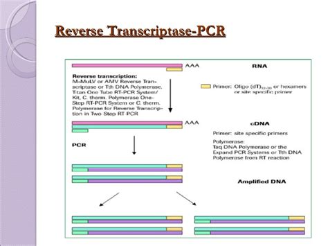Image result for Animation PCR Reverse Transcriptase