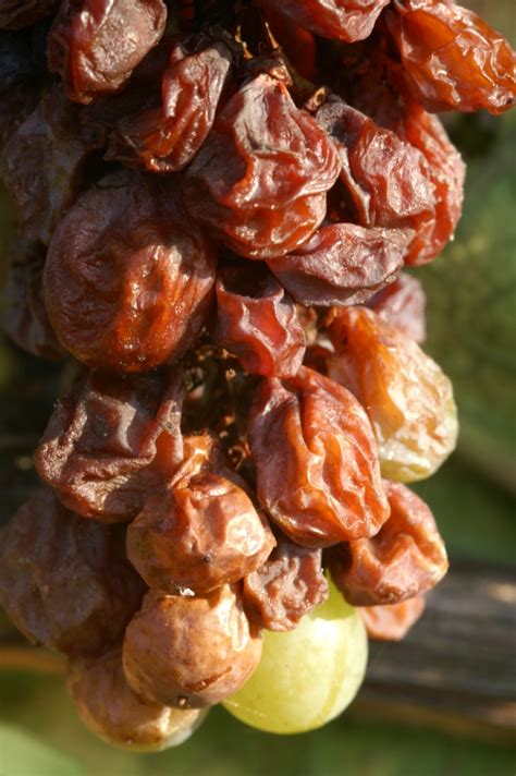 Ο βασιλιάς των γλυκών κρασιών, μέρος 1ο - BitterBooze