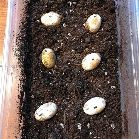 Pet Box Turtle Eggs at Antonio Barboza blog