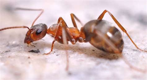 蚂蚁群图片-蚁巢里的蚂蚁群素材-高清图片-摄影照片-寻图免费打包下载