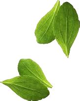 Home - Swastik Cuisine Eagles