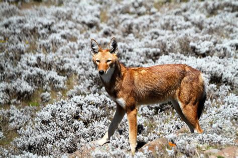Wildlife In Ethiopia