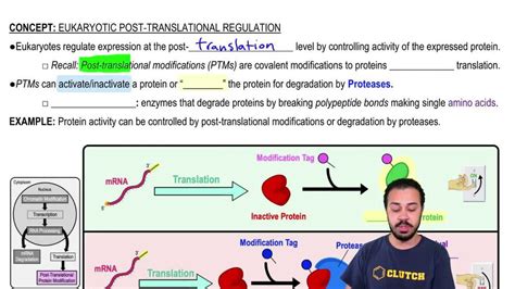 Image result for Post-translational regulation Post-translational Modification