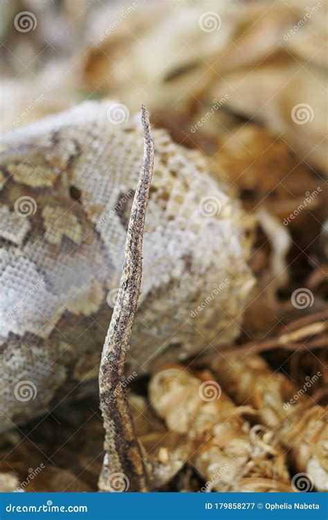 Image result for Wild Python Tail