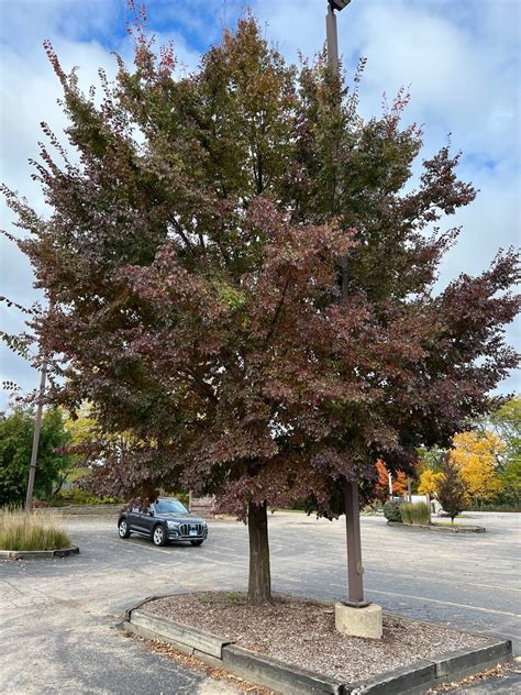 Frontier Elm — Nursery Wholesalers Inc.