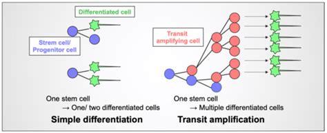 Transit Amplifying Progenitors in the Cerebellum: Similarities to and ...