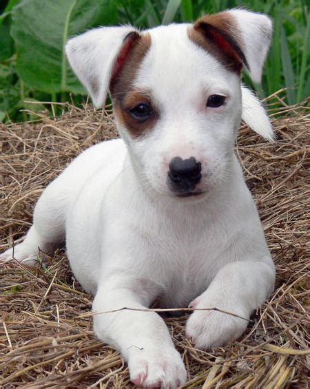 Image result for Mini Stumpy Jack Russell