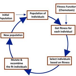 Image result for Natural Selection Genetic Algorithm