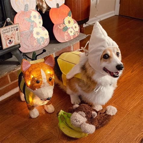 Corgi Halloween Costumes at Paul Brower blog