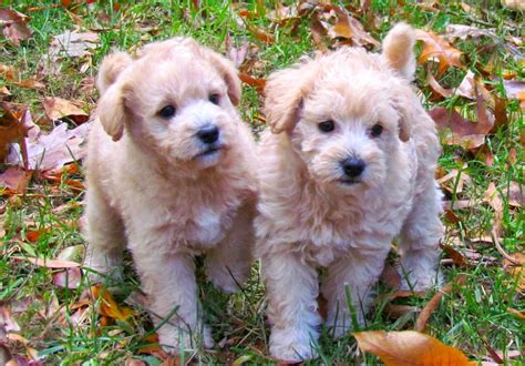 Cute Hypoallergenic Puppies