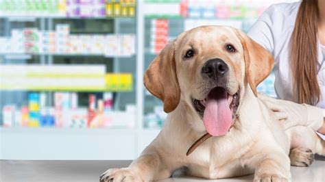 Pet Fully Stocked In-House Pharmacy In Coquitlam, BC | Coquitlam Animal ...
