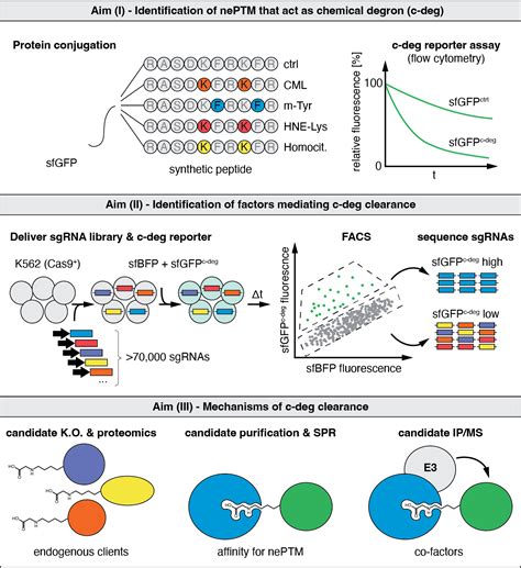 Mechanisms for the selective clearance of chemically damaged proteins ...