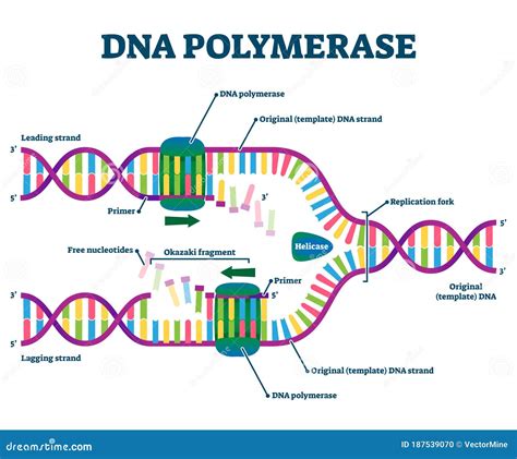 Image result for DNA Polymerization