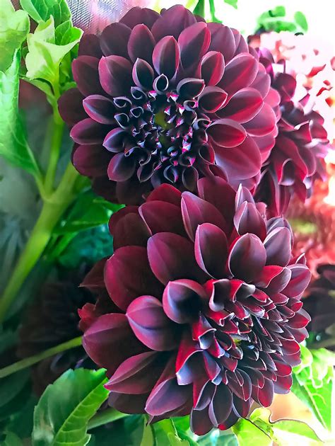 Top 10 Dark Colored Flowers That Are Almost Black - Birds and Blooms