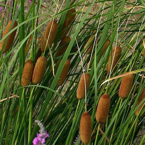 Cattail Plant