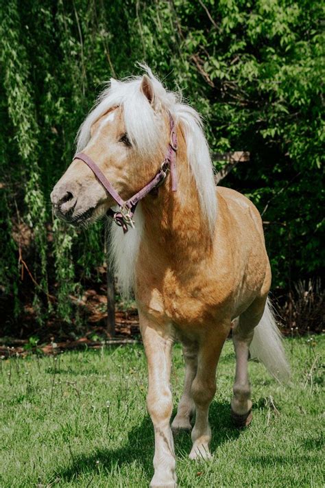Beautiful 11 Year Old Palomino Stallion