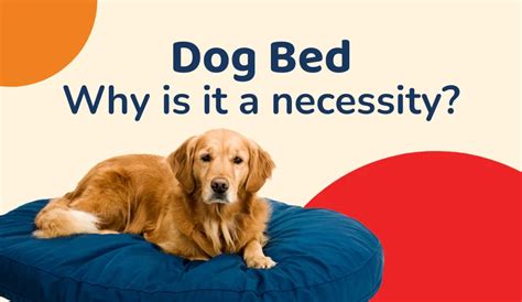 Why Every Dog Needs a Bed: Benefits & Buying Tips | Zigly